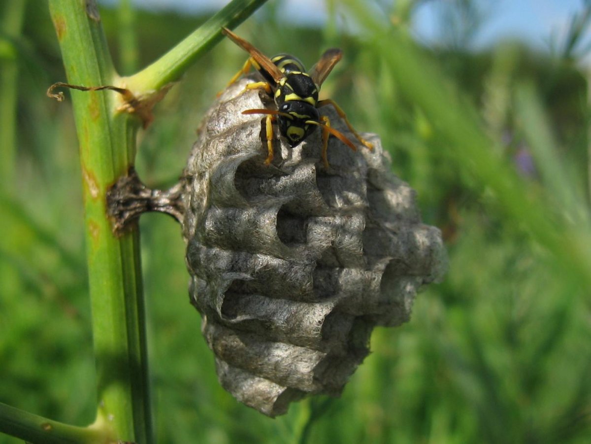 Шершень гнездо Рой