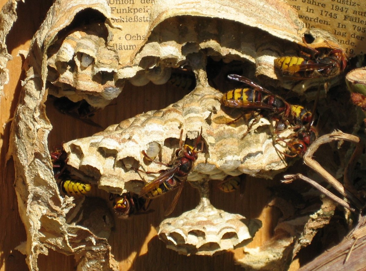 Улей шершней