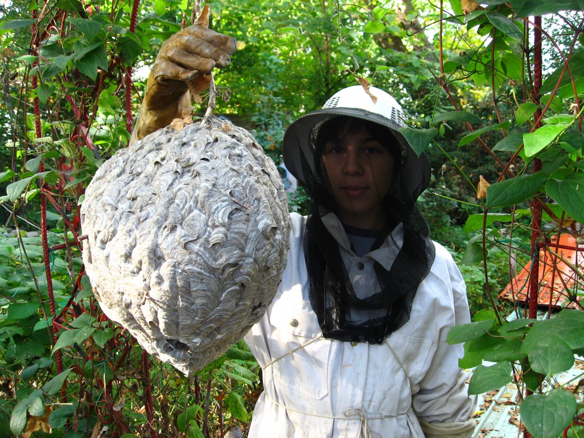Личинки древоточцев шершней