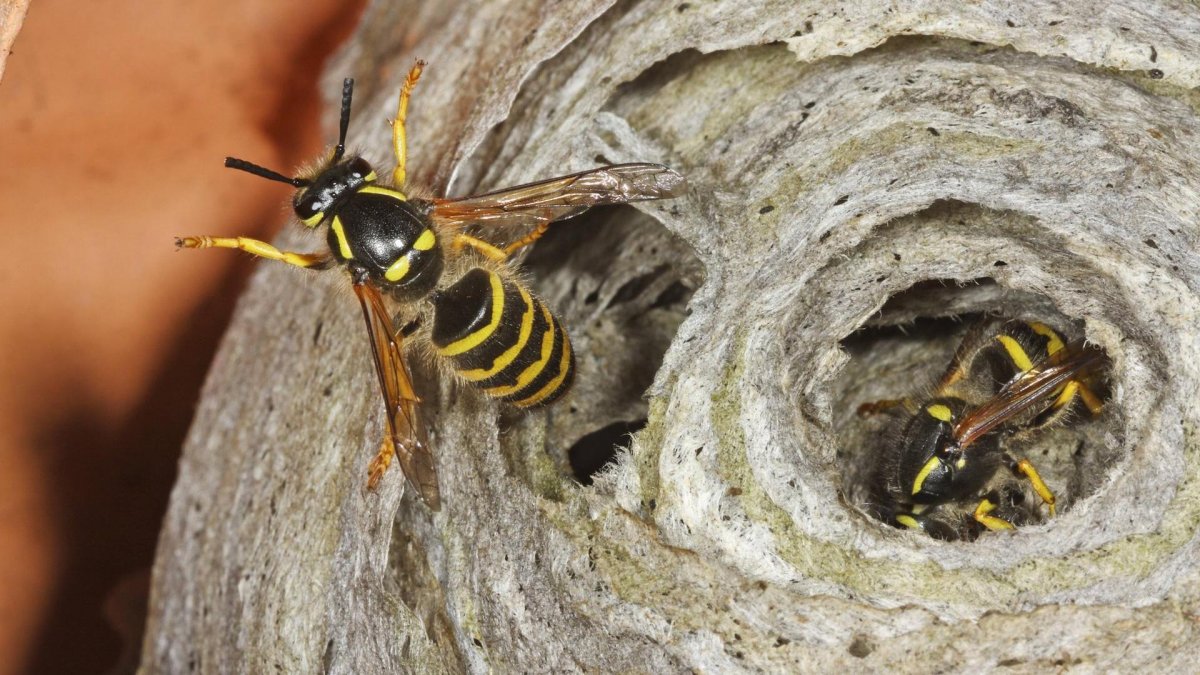 Шершень фото