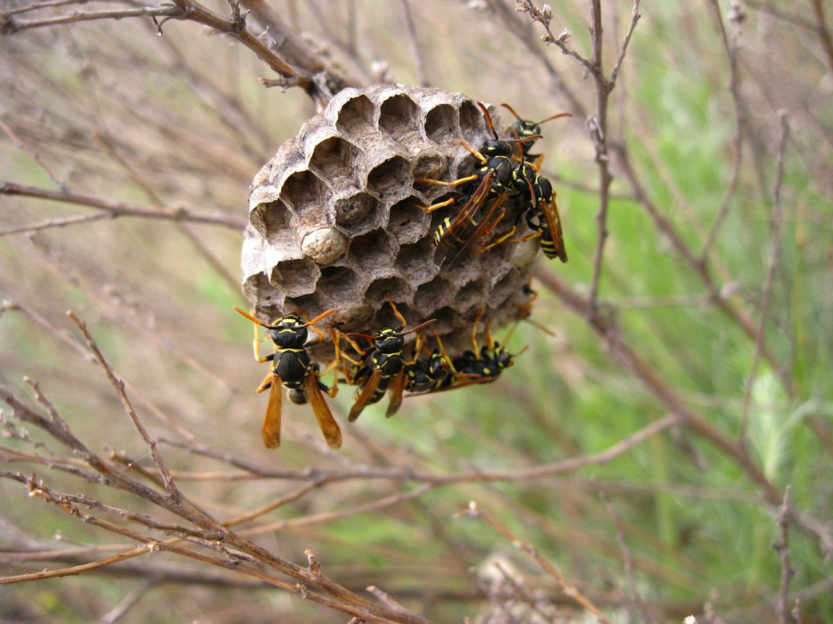 Пчелиные соты в дикой природе