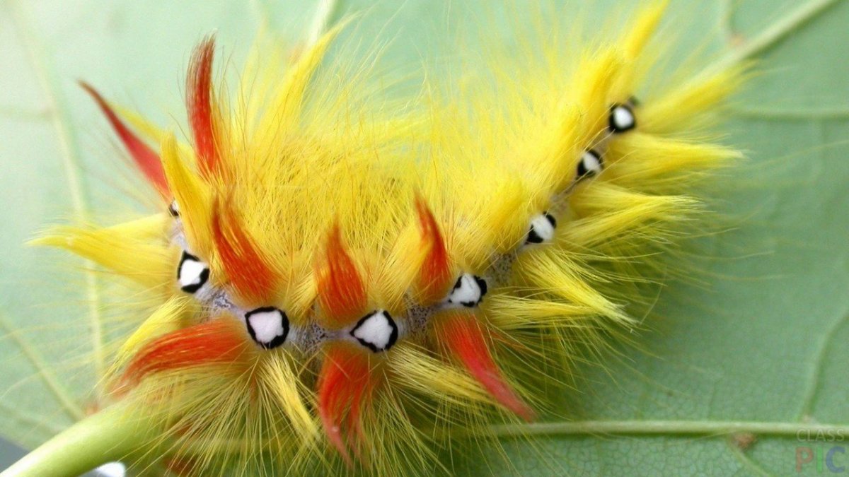 Сатурния Мадагаскарская Комета гусеница