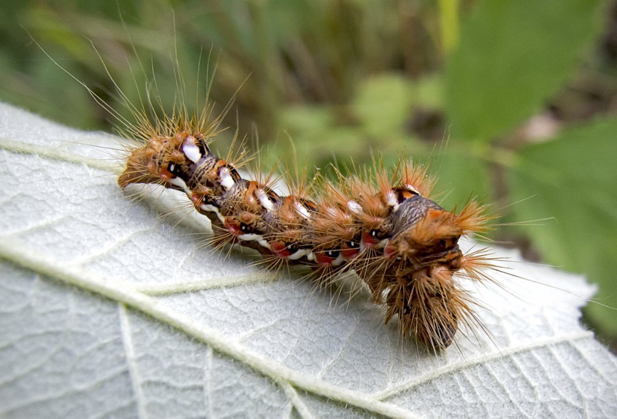 Дубовый шелкопряд гусеница