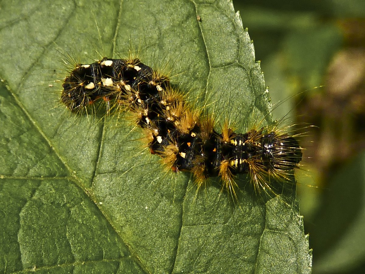 Зеленая пушистая гусеница