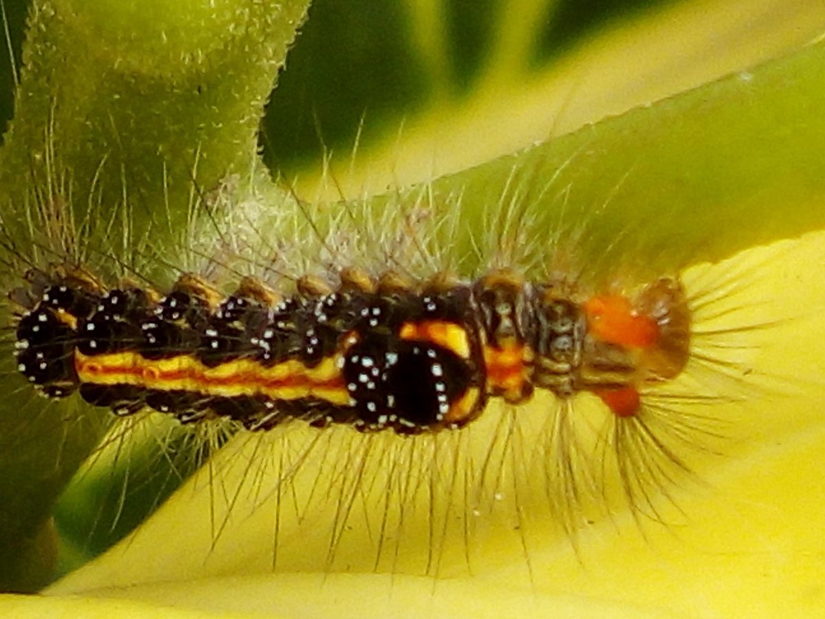 Гусеница сороконожка мохнатая