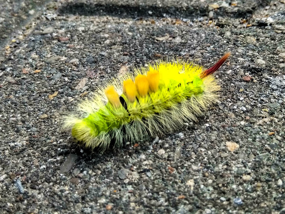 Гусеница бабочки Carthaea saturnioides