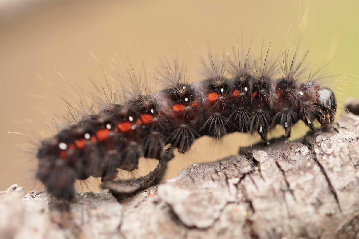 Крымские гусеницы