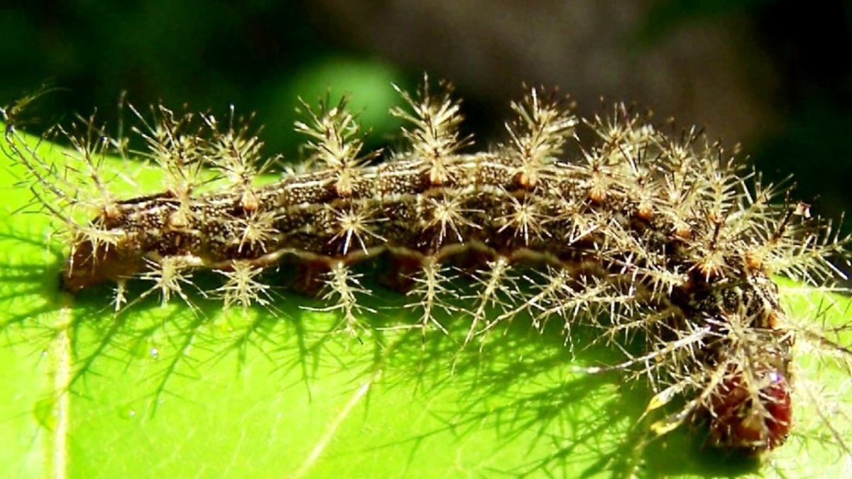 Лономия гусеница