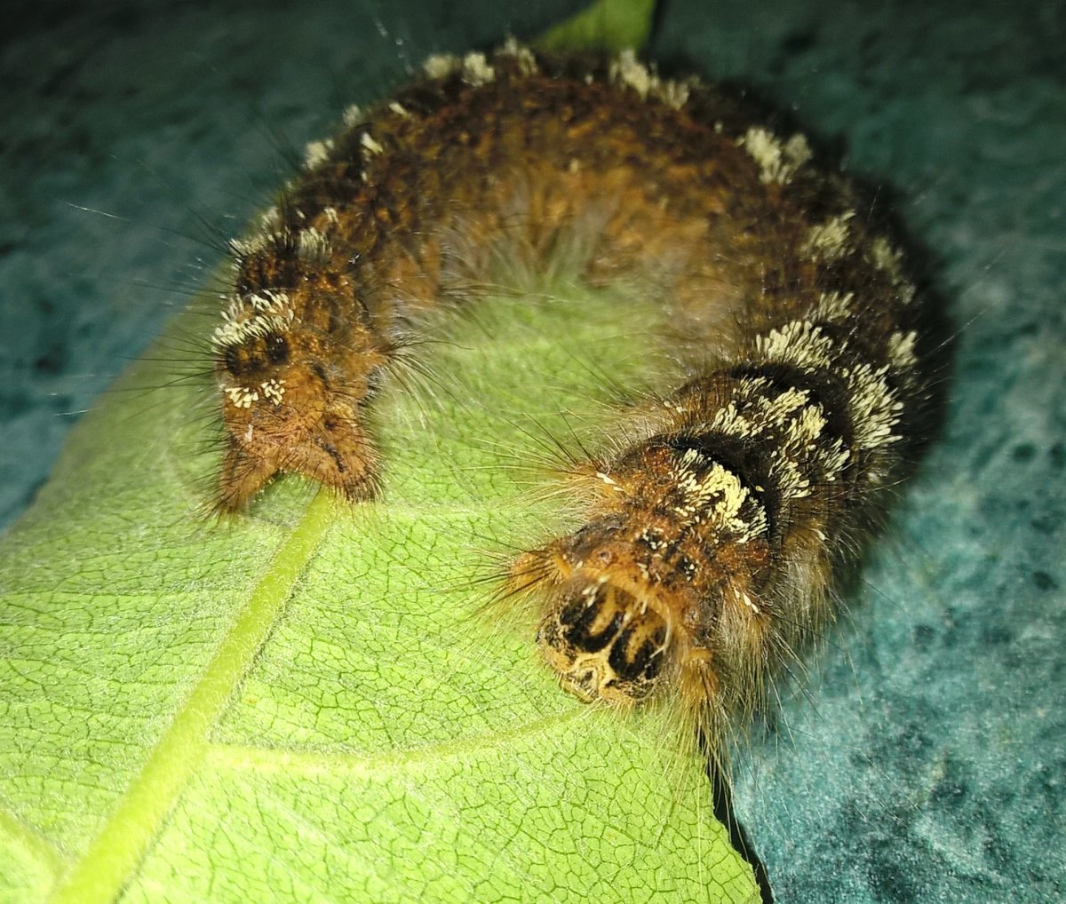 Бабочка толстотел Уссурийский