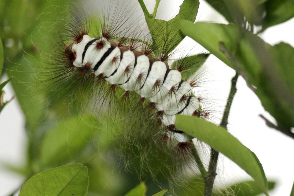 Белая гусеница Caterpillar