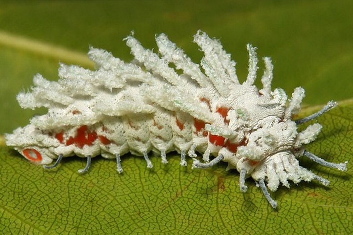 Павлиноглазка атлас гусеница