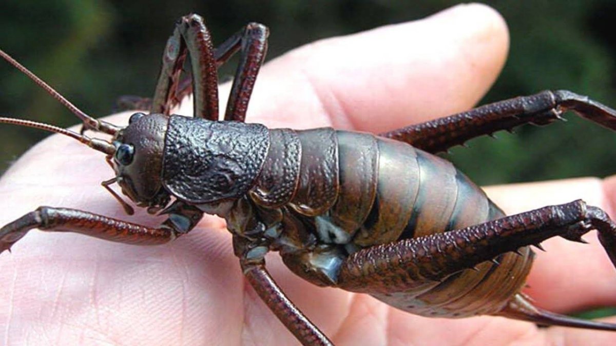 Гигантский сверчок Уэта