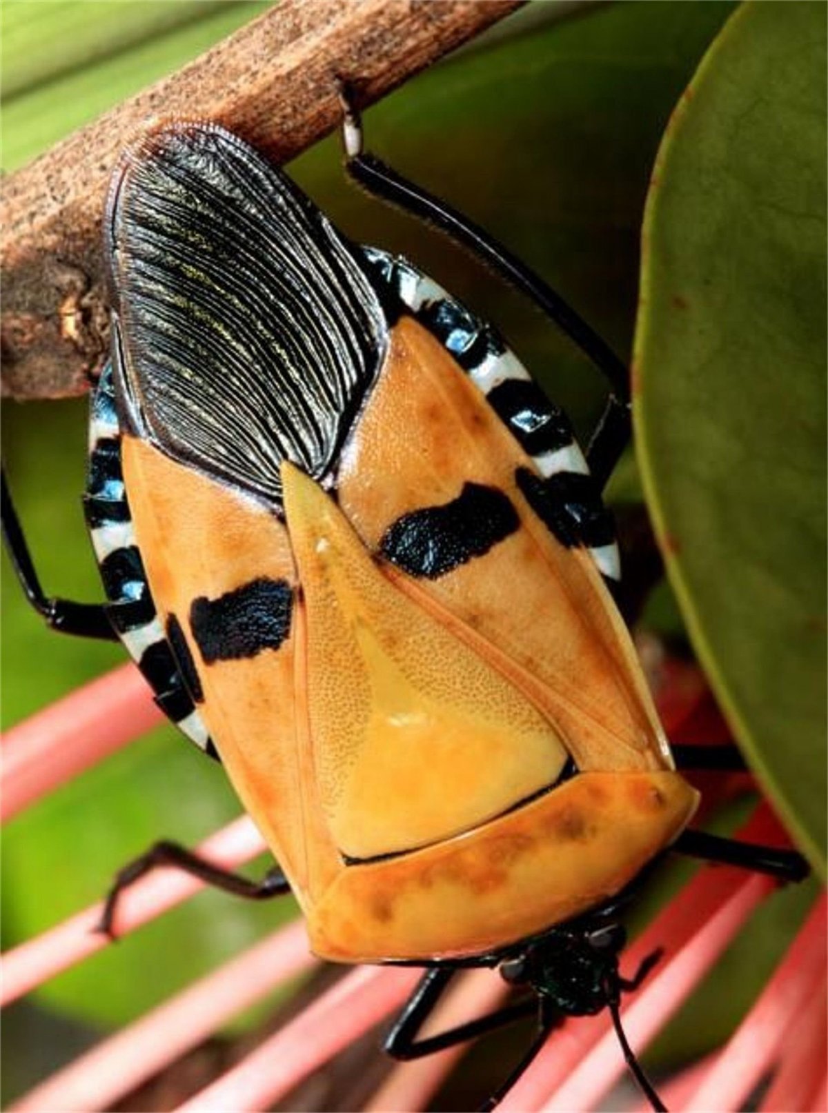 Жук-щитник «Элвис Пресли»