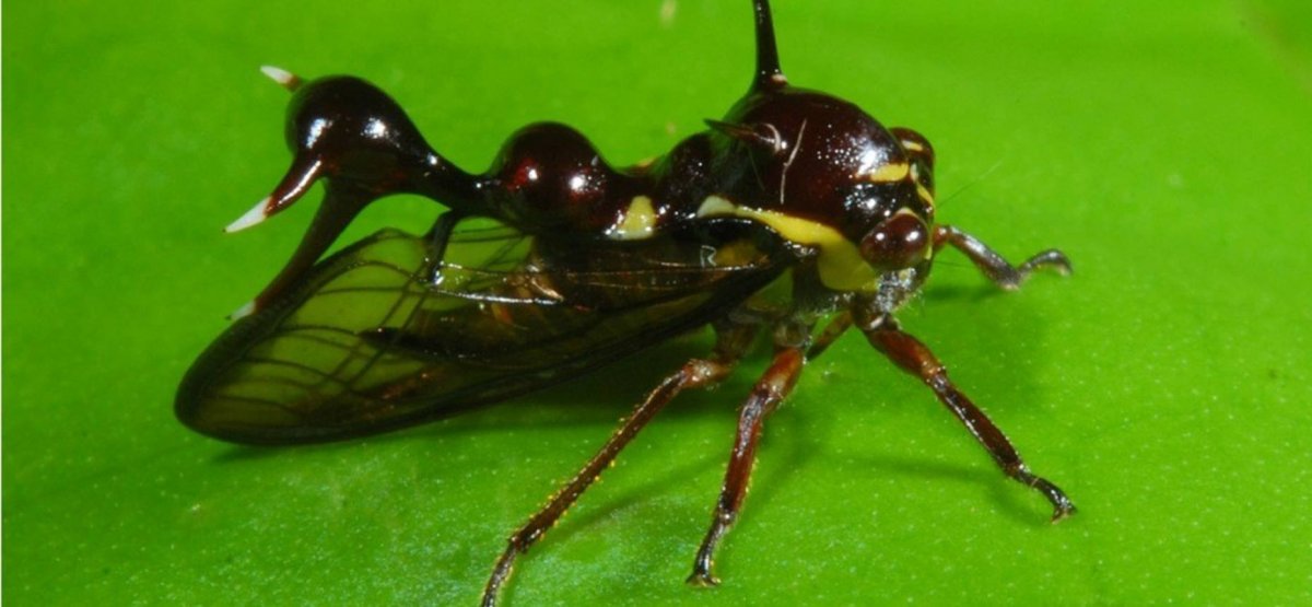 Жук Горбатка бразильская