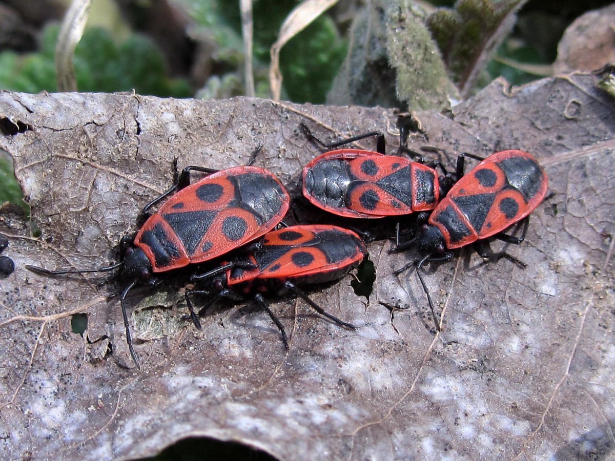 Клоп-солдатик – Pyrrhocoris apterus
