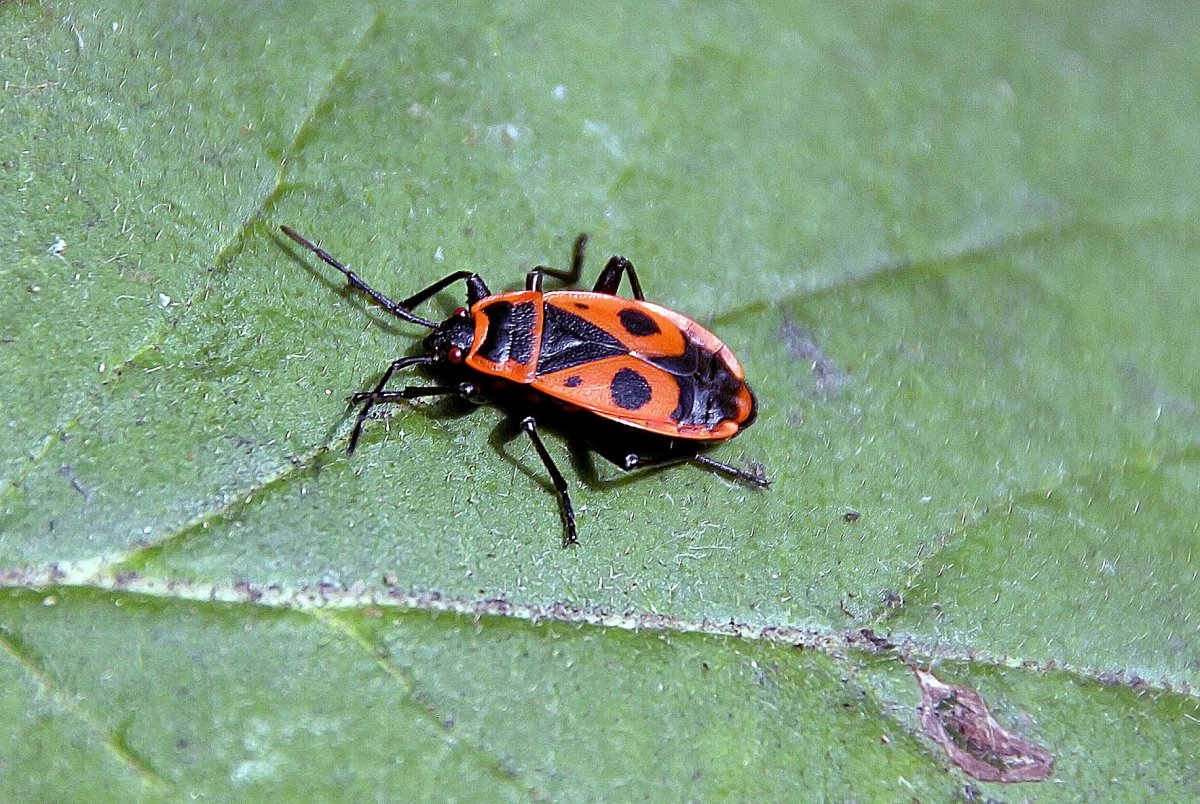 Клоп-солдатик – Pyrrhocoris apterus