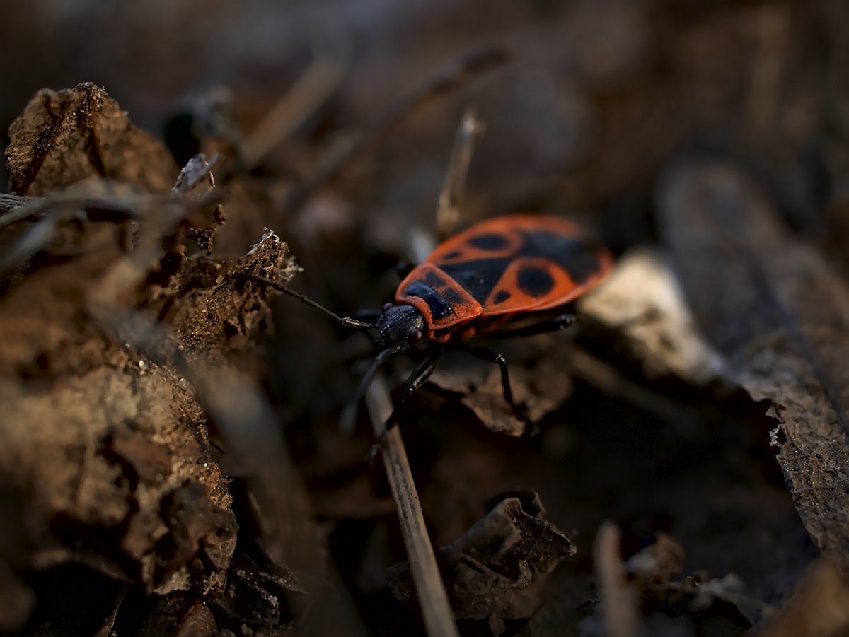 Клоп солдатик отряд