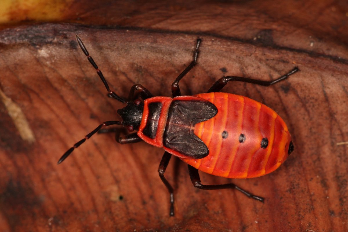 Клоп солдатик насекомое
