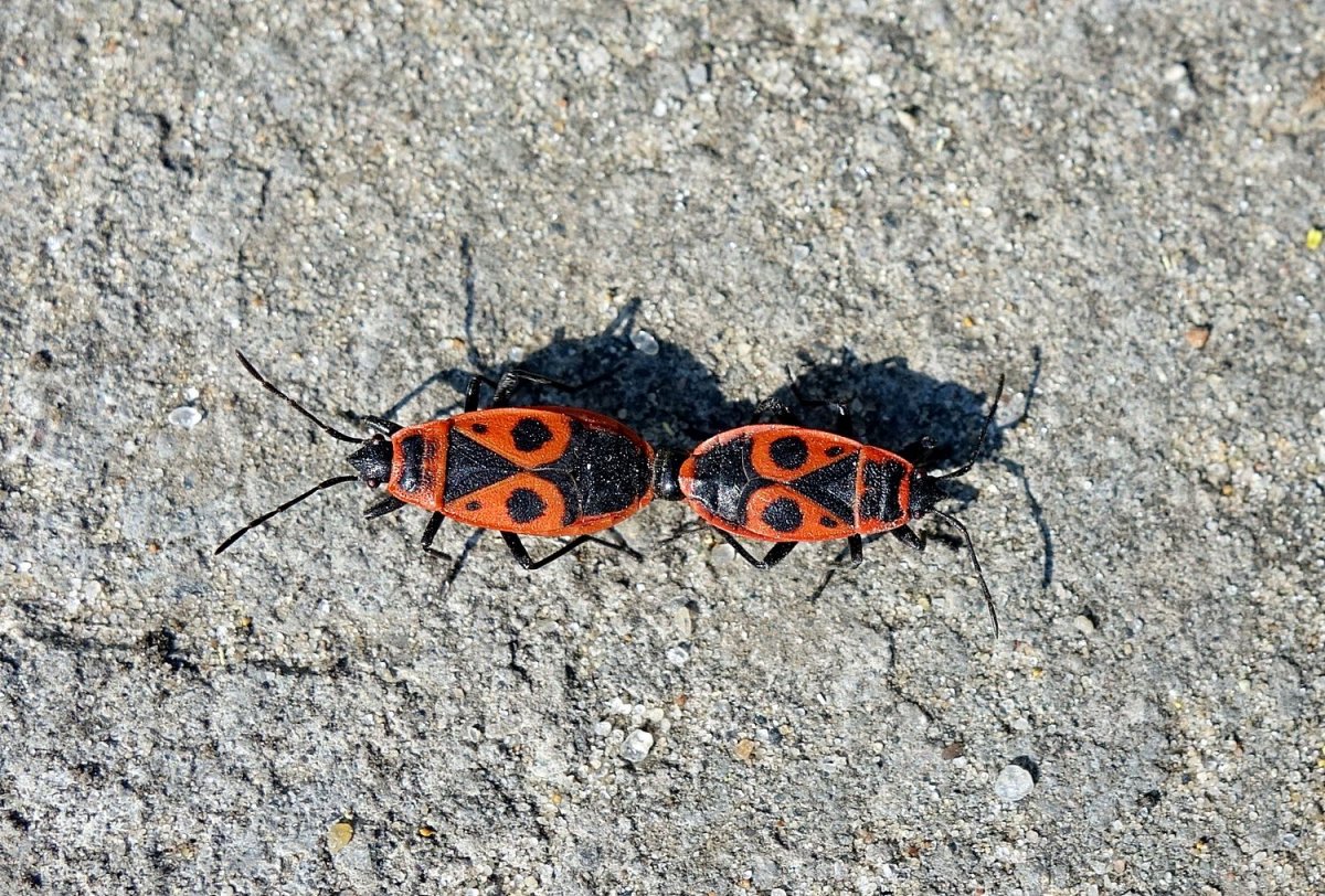 Клоп солдатик отряд