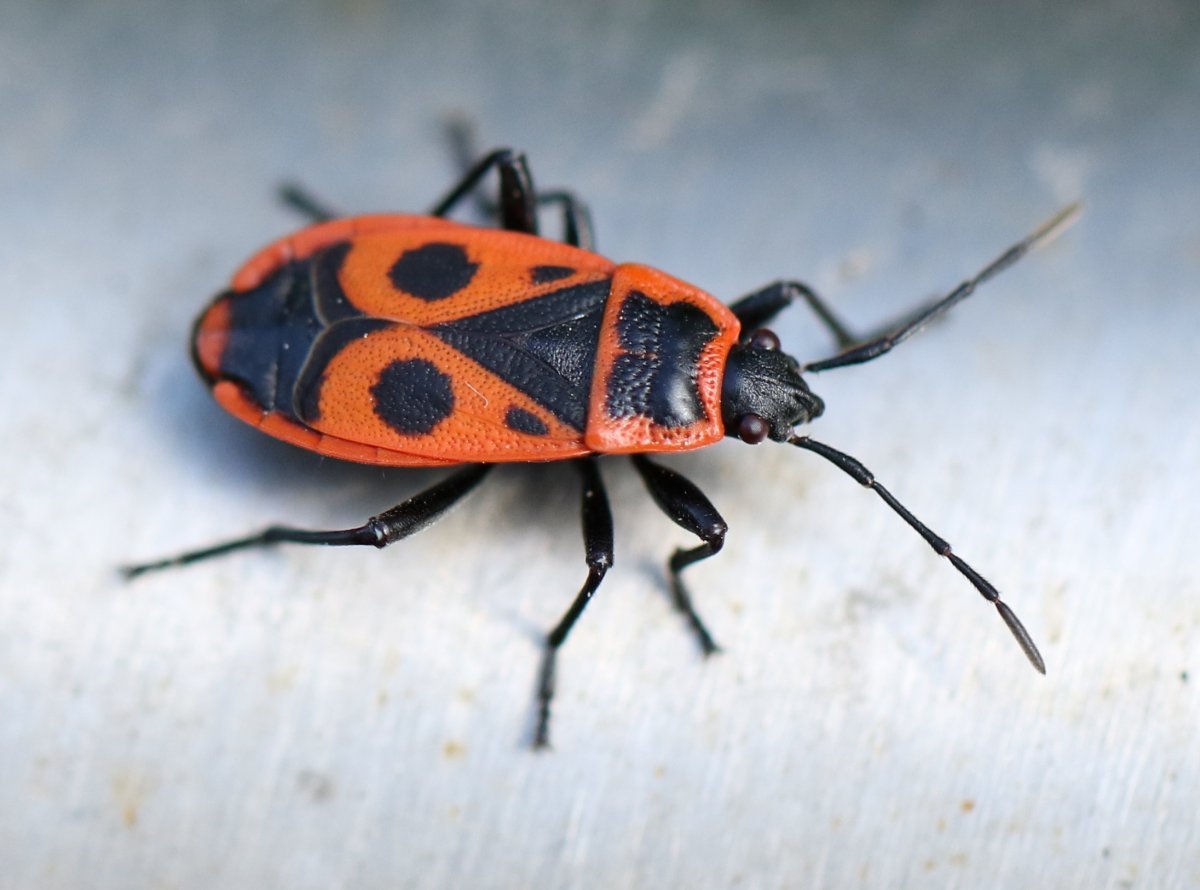 Бескрылый красноклоп, или клоп-солдатик (Pyrrhocoris apterus).