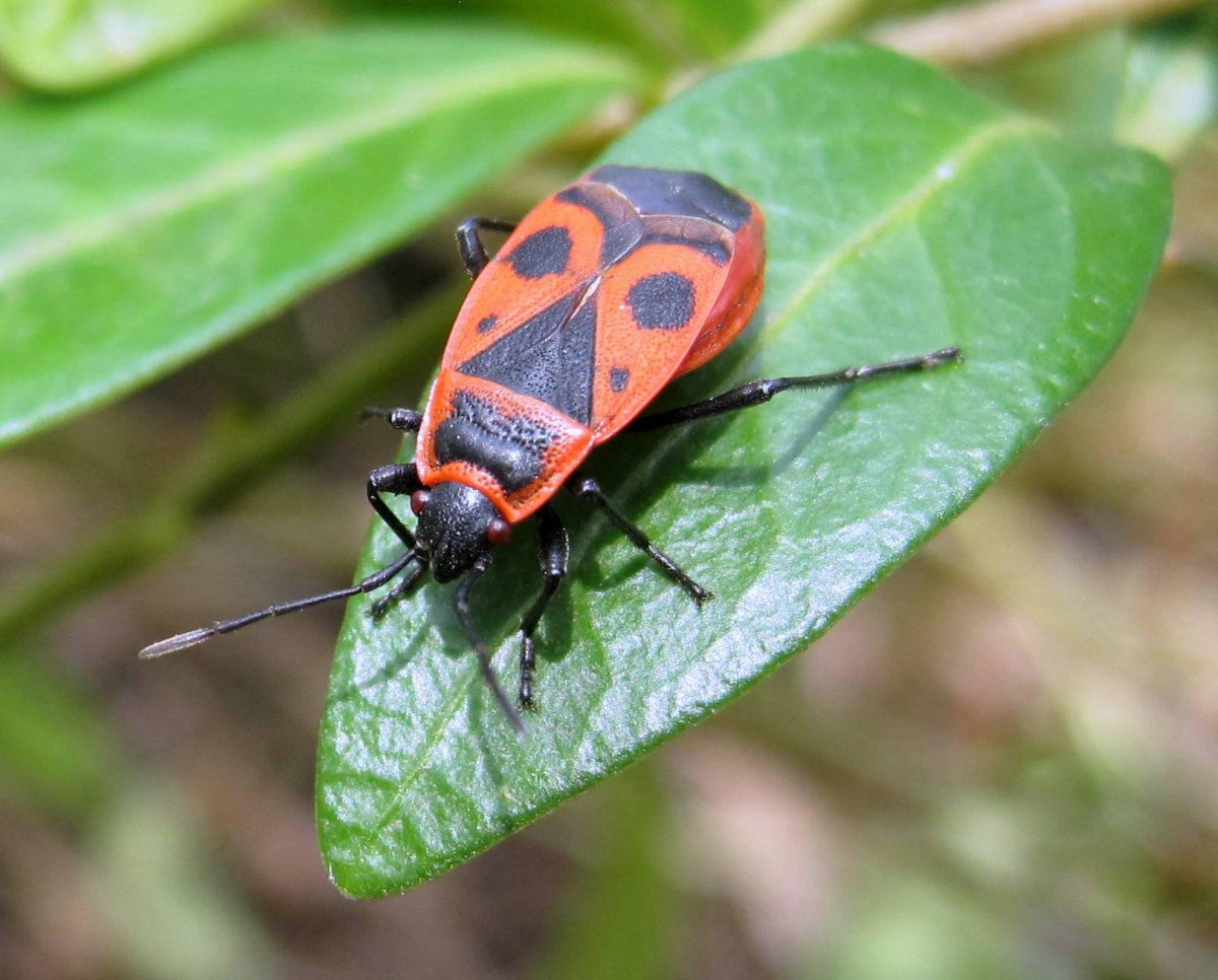 Клоп-солдатик Pyrrhocoris