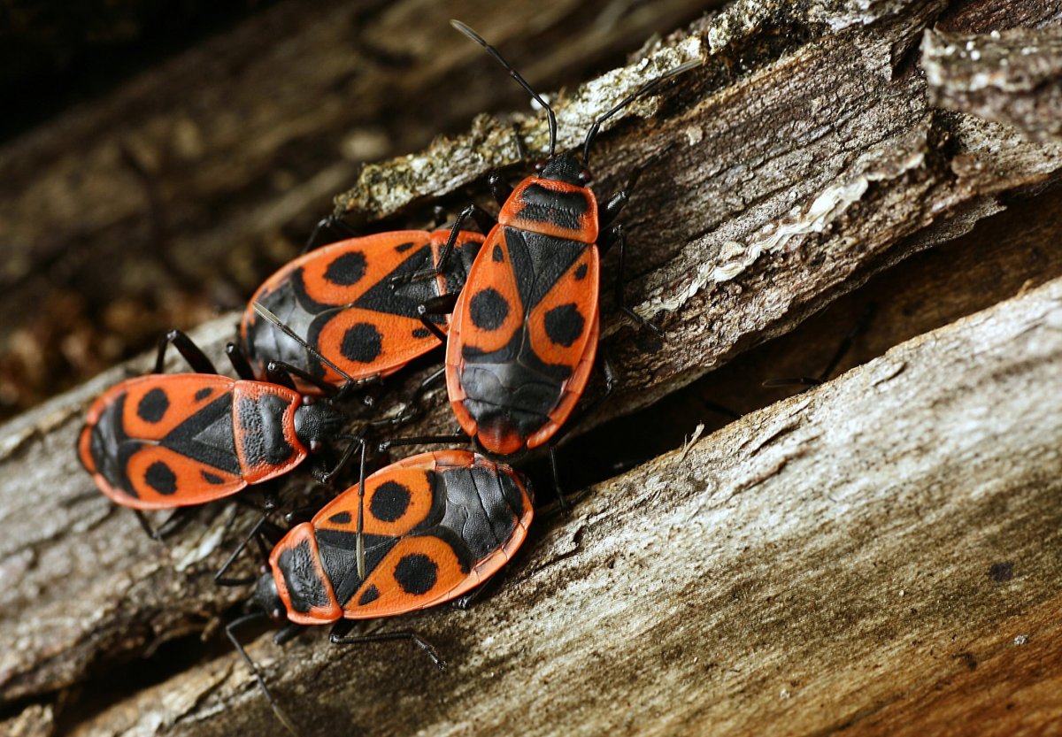 Жук пожарник клоп солдатик