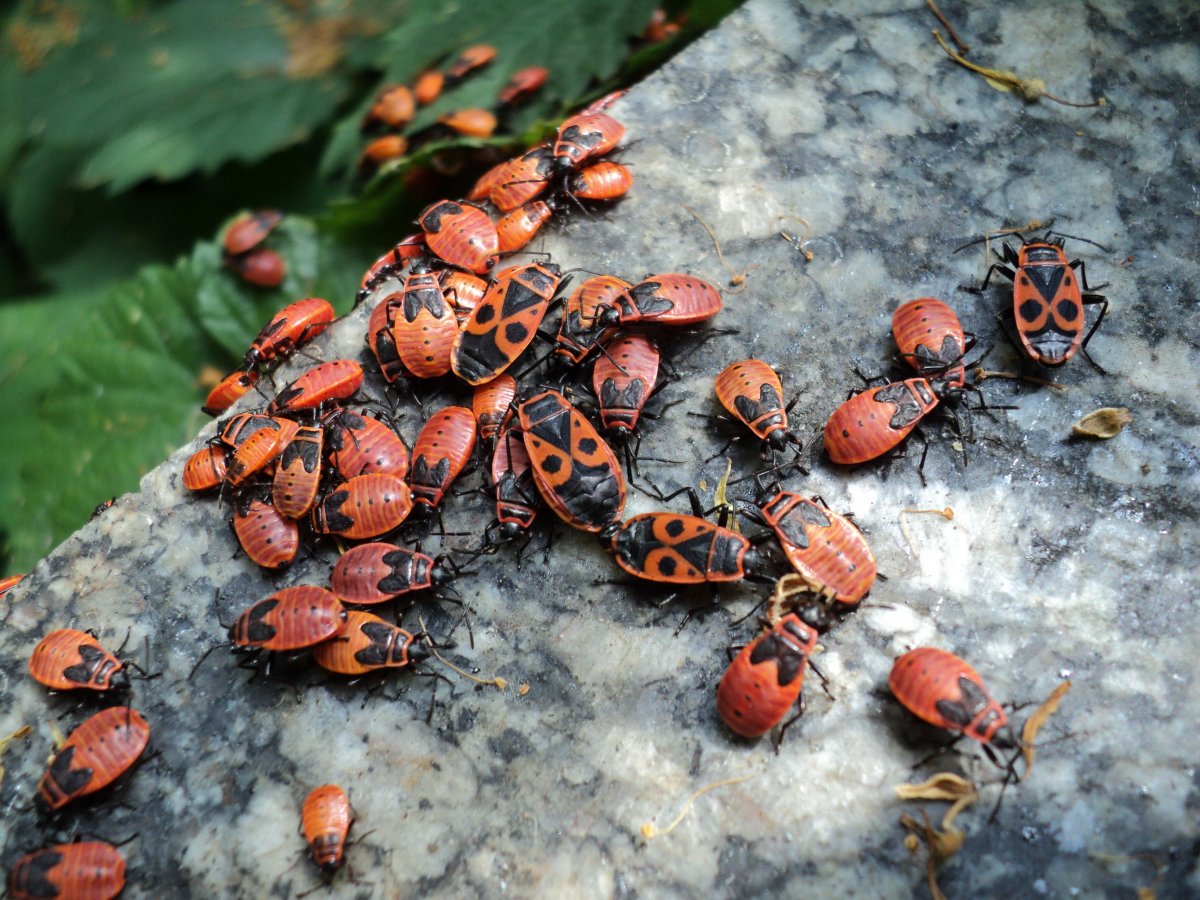 Личинки солдатиков