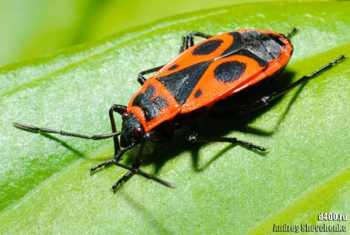 Клоп солдатик коричневый