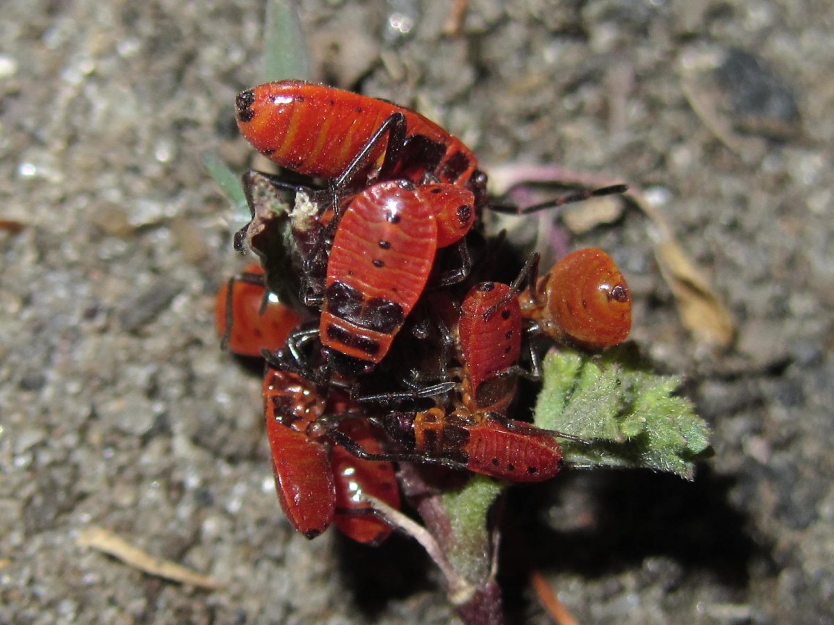 Жучок похожий на Божью коровку