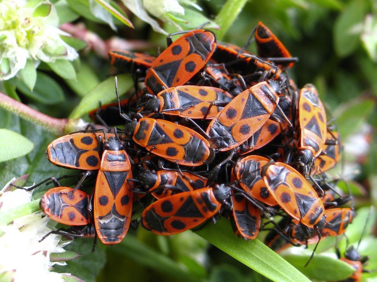 Жук клоп солдатик коричневый