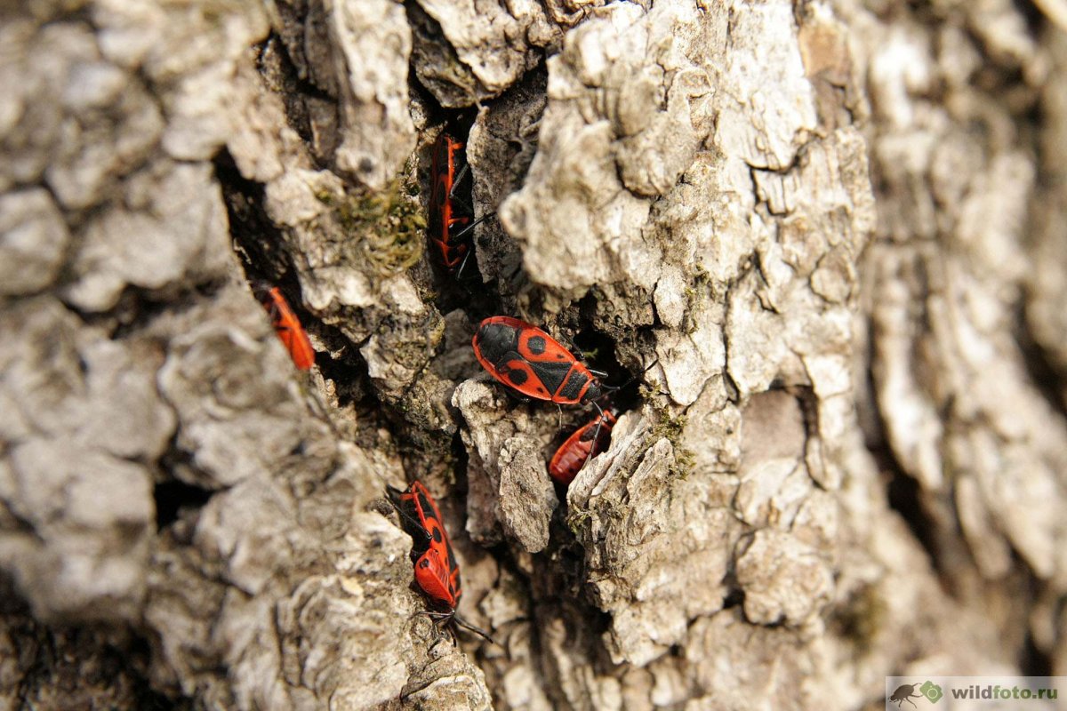 Клоп наземник обыкновенный