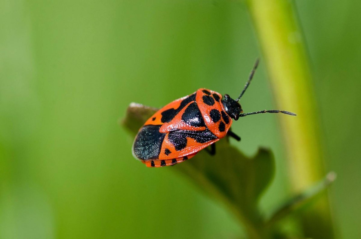 Жук красноклоп