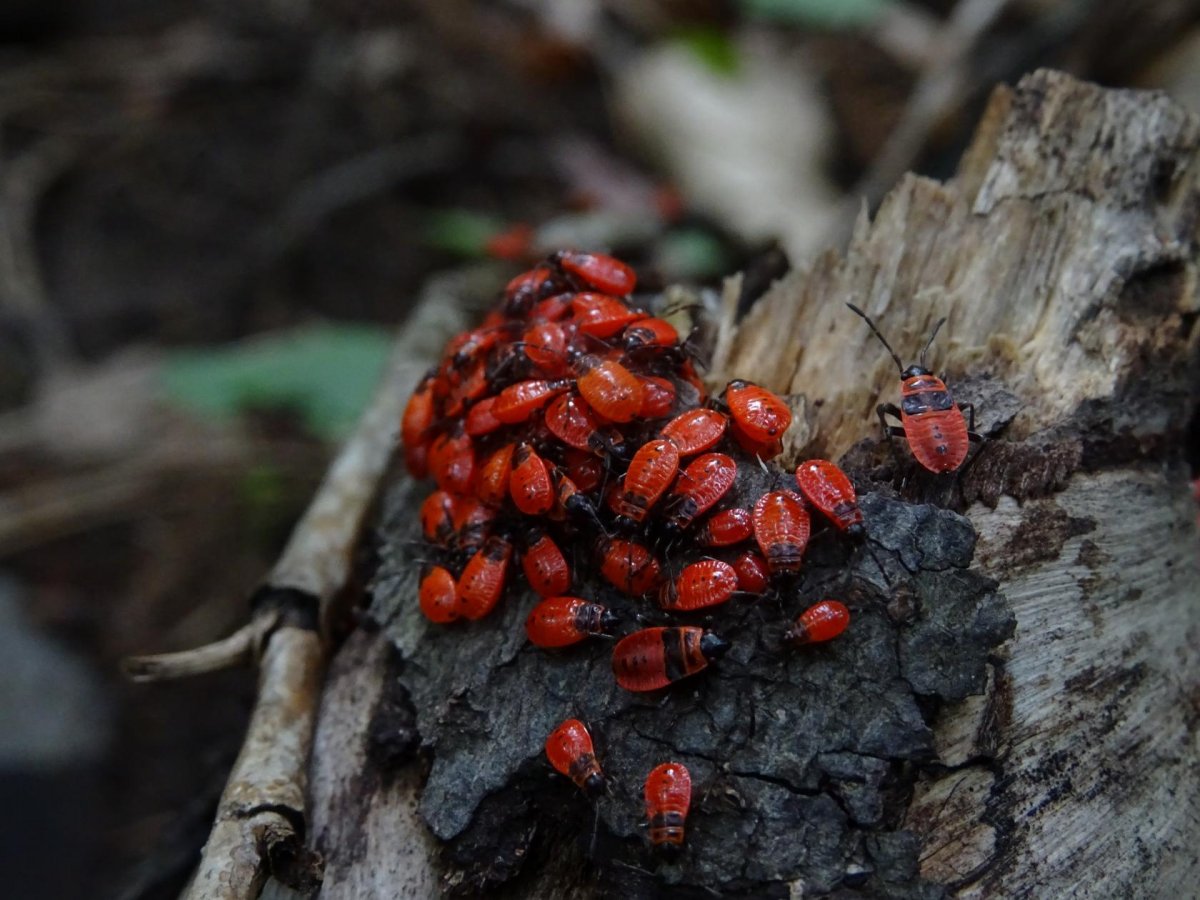Личинки клопов солдатиков