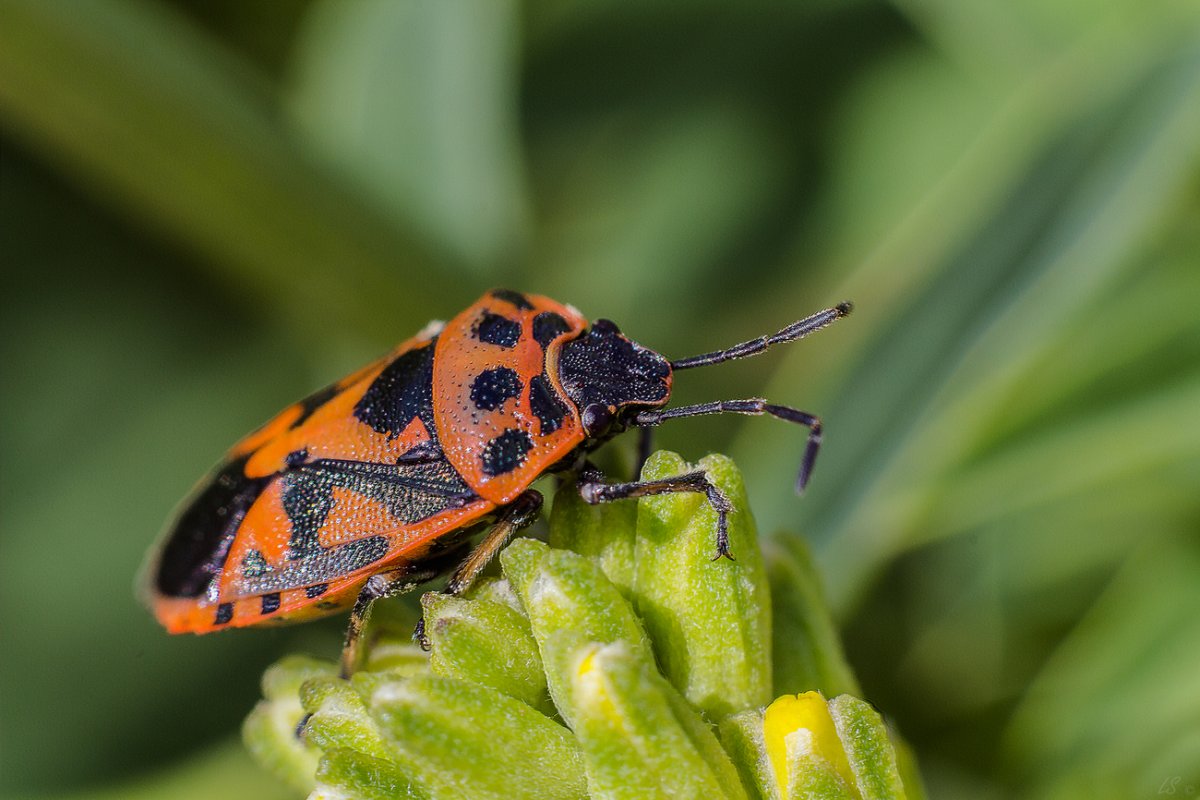 Красноклоп бескрылый ( клоп-солдатик) (Pyrrhocoris apterus)