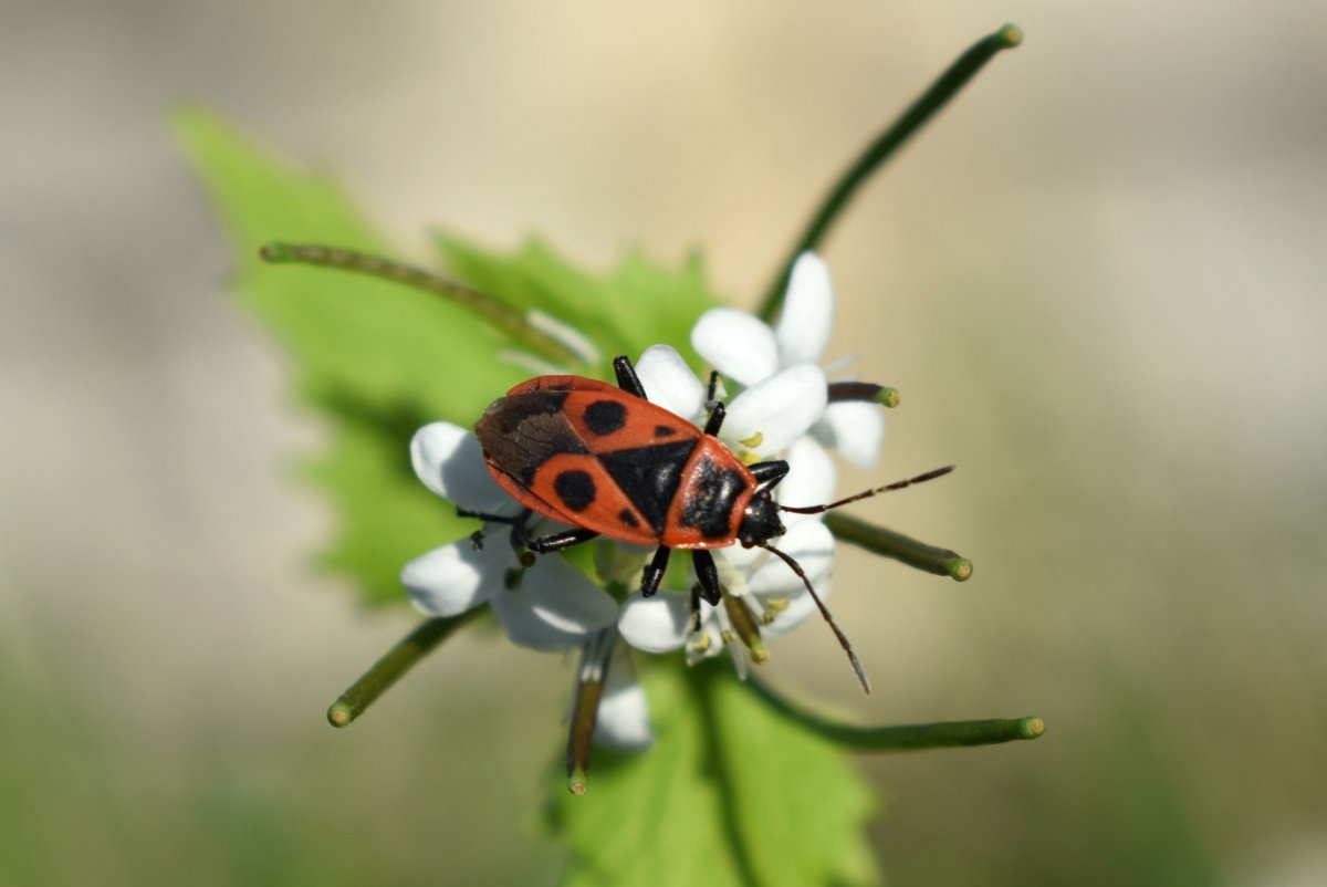 Клоп солдатик личинка