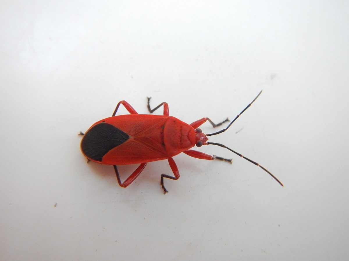 Endomychus coccineus - плеснеед багряный