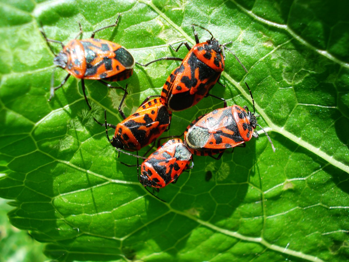 Красный Жук