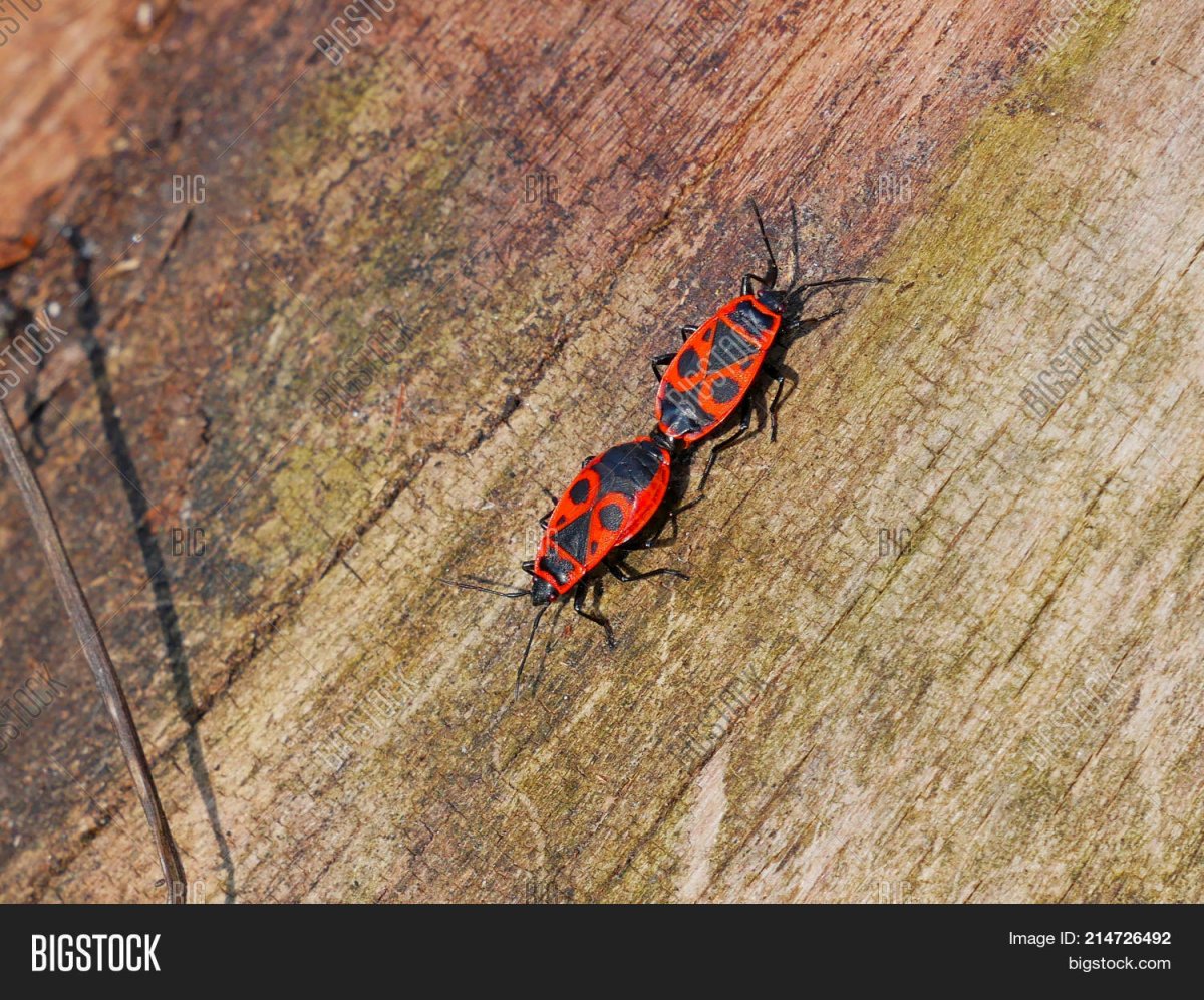 Клоп солдатик