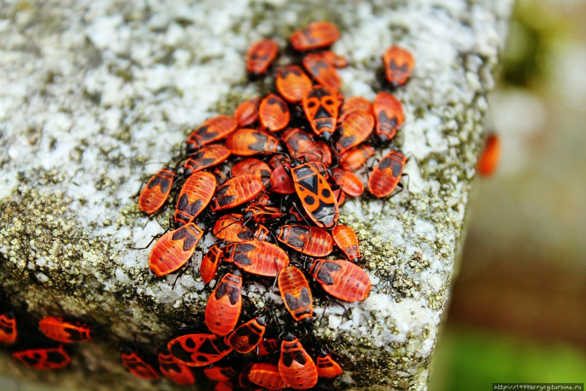 Жучки пожарники и солдатики
