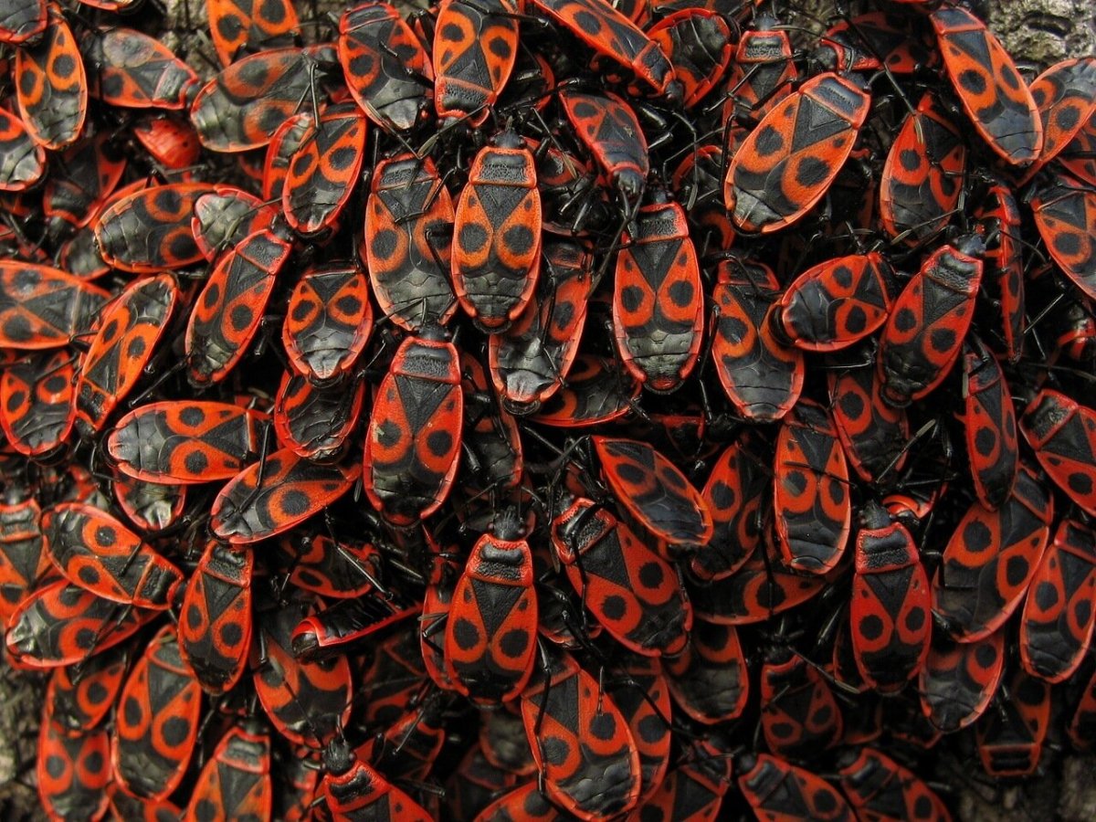 Пасхальный Жук солдатик