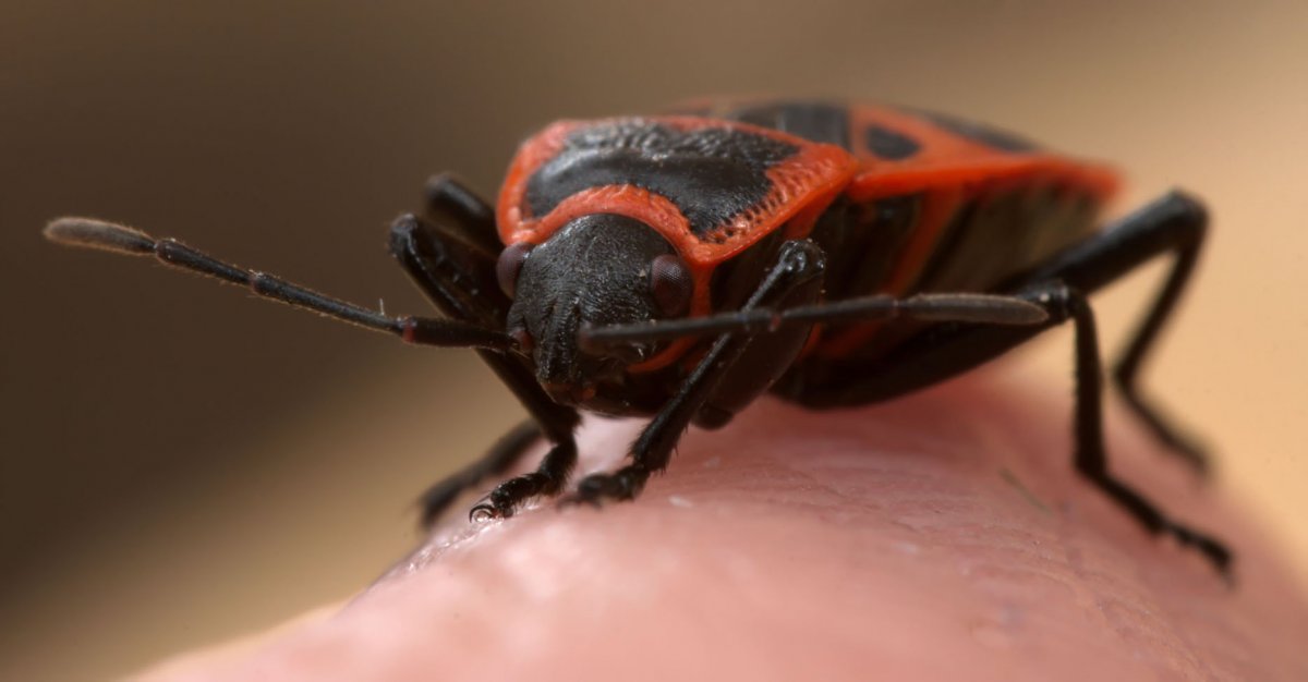 Клоп солдатик макрофото