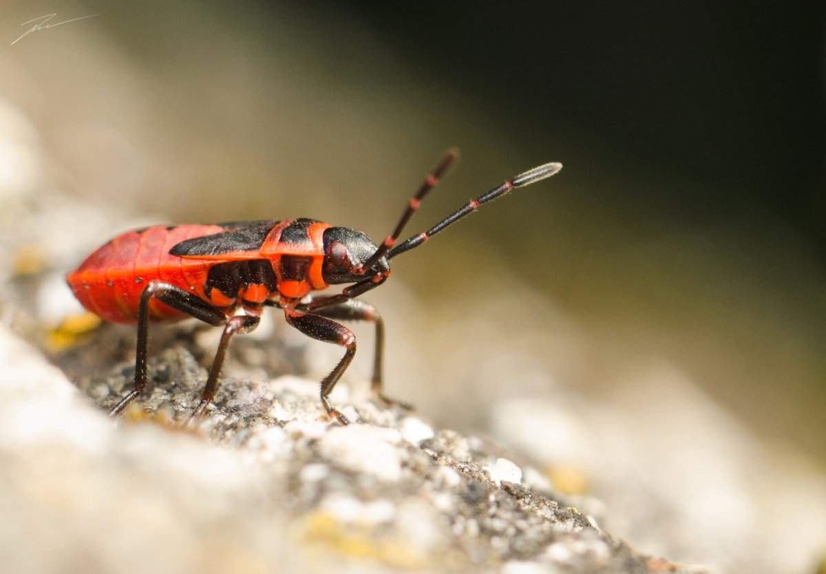 Жук клоп солдатик