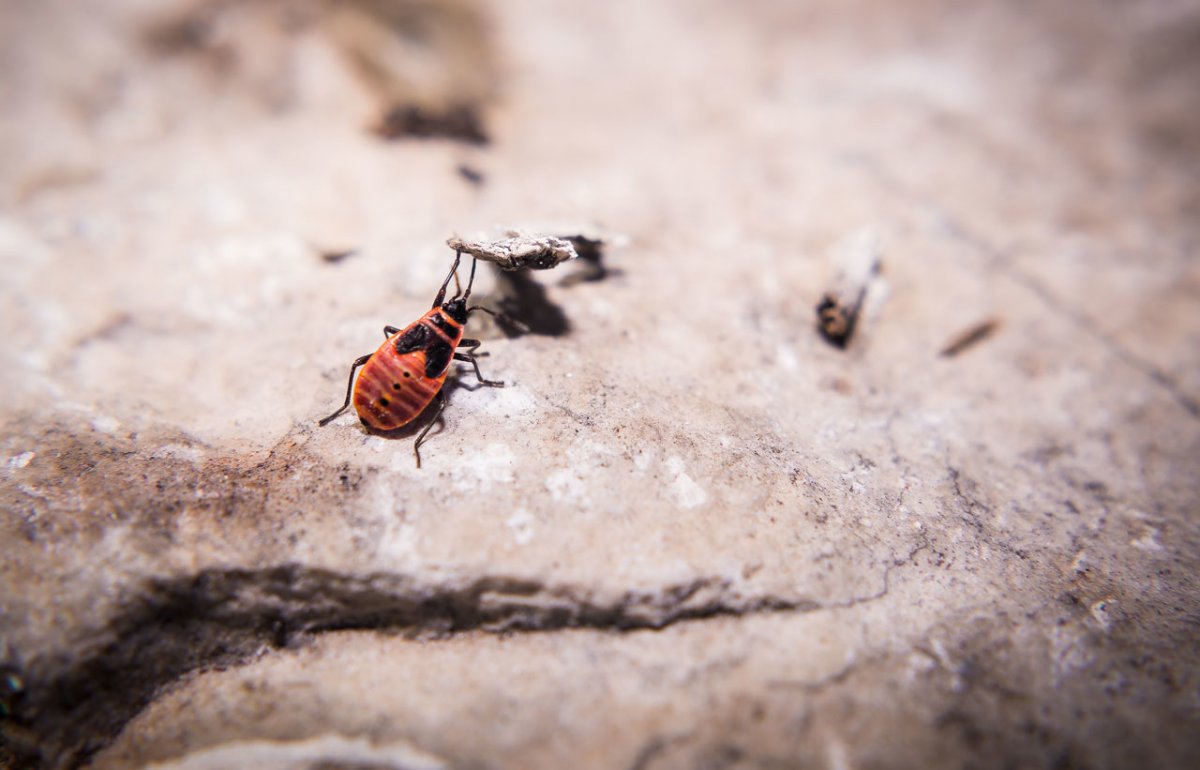Насекомые Жук пожарник