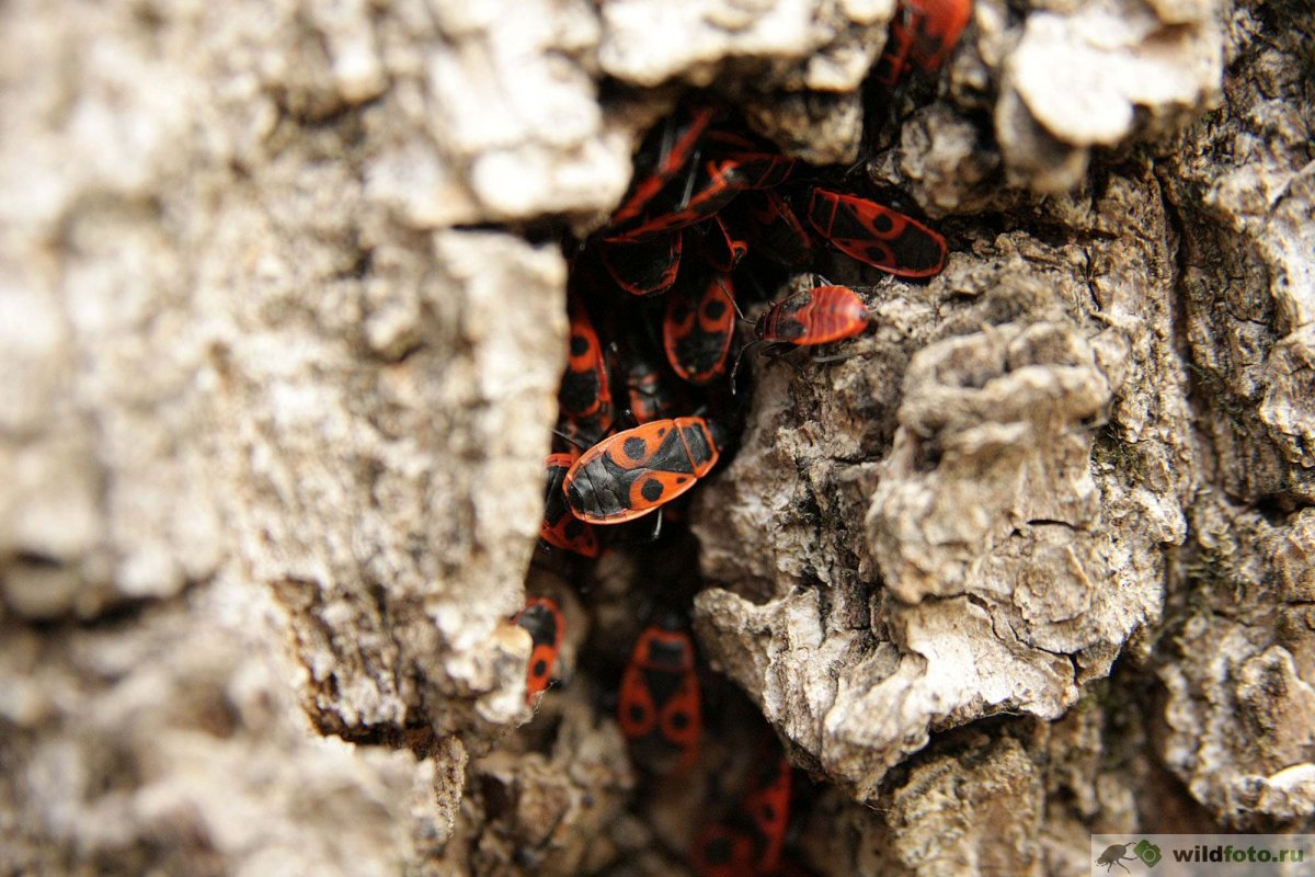 Жук пожарник клоп солдатик