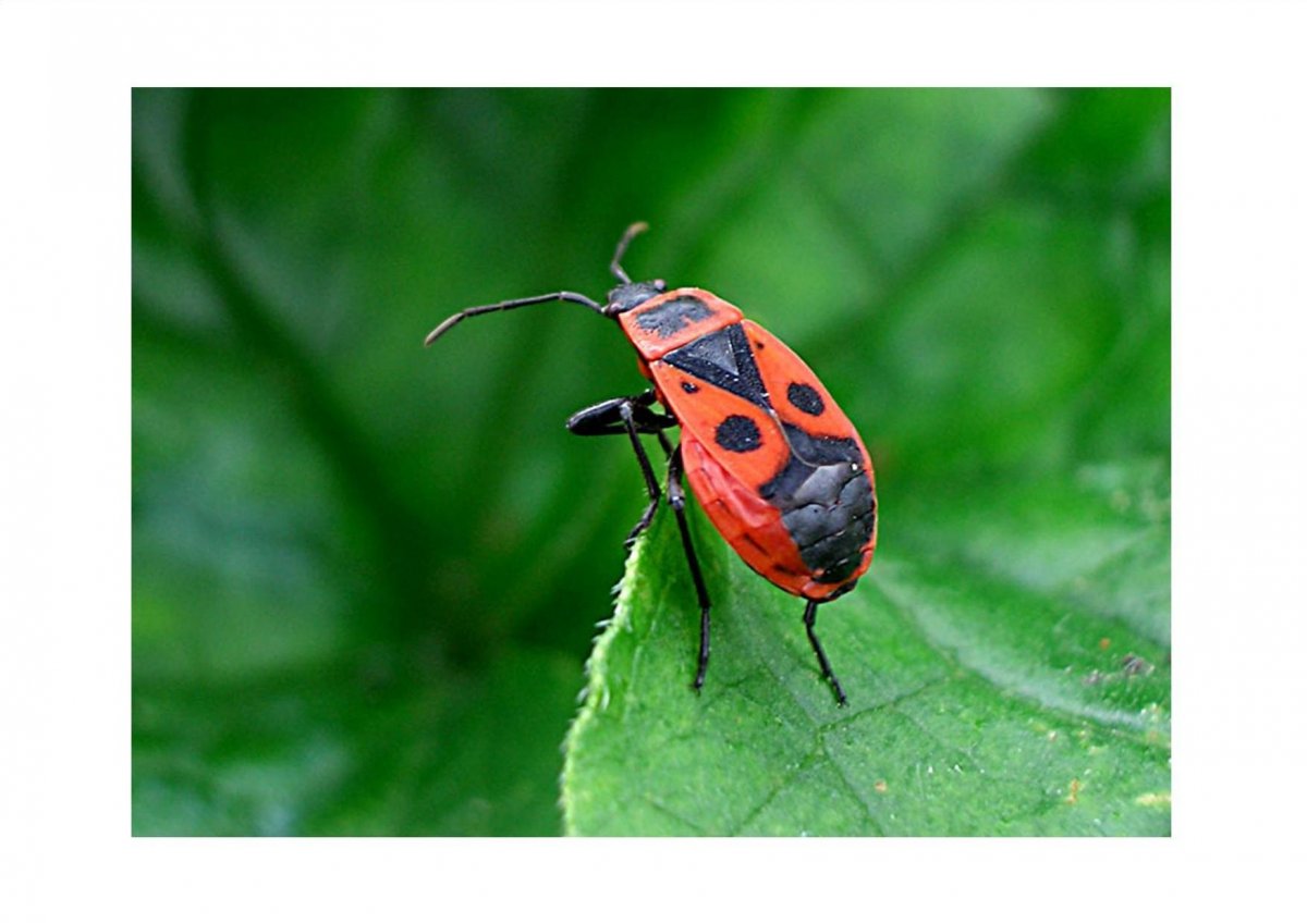 Жучок солдатик