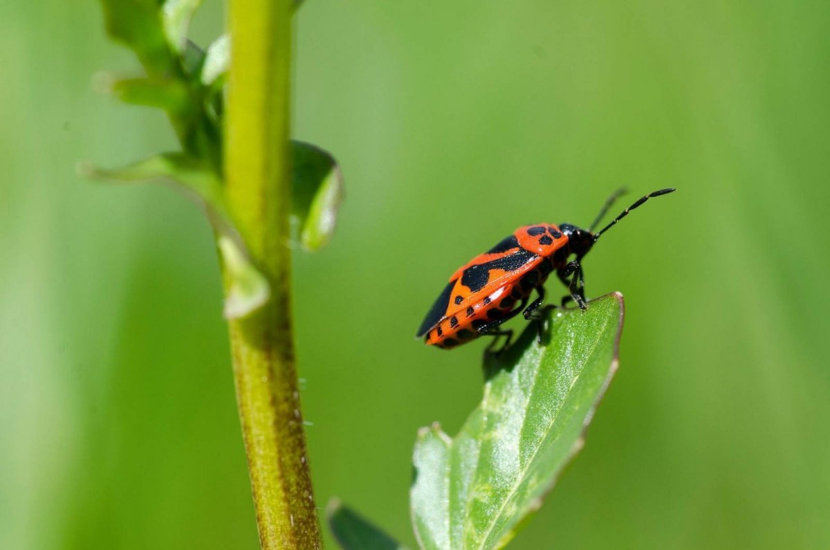 Клоп солдатик альбинос