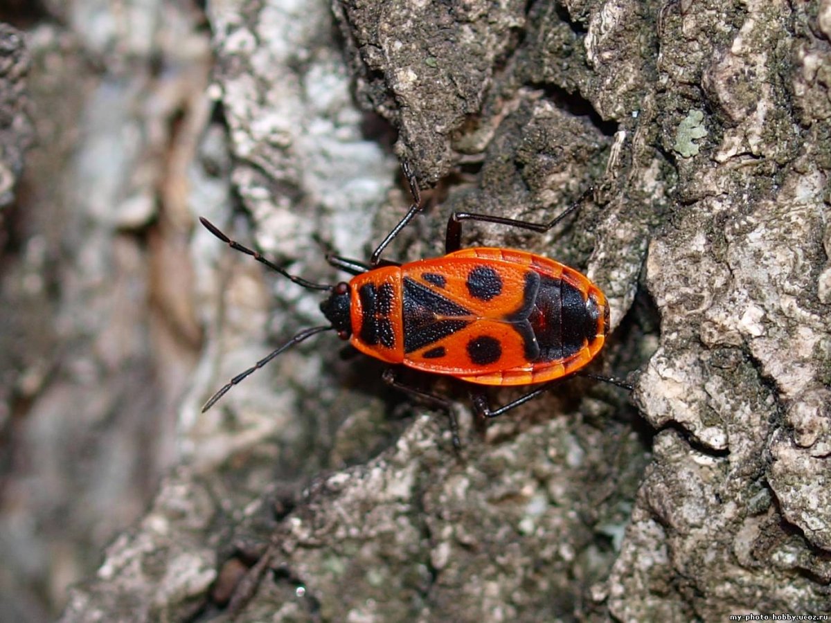 Клоп-солдатик – Pyrrhocoris apterus