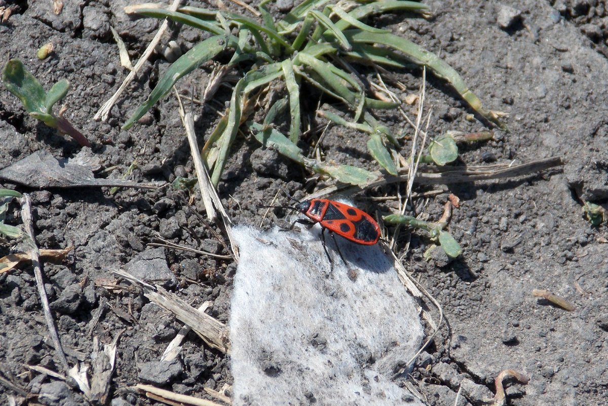 Полужесткокрылые клопы