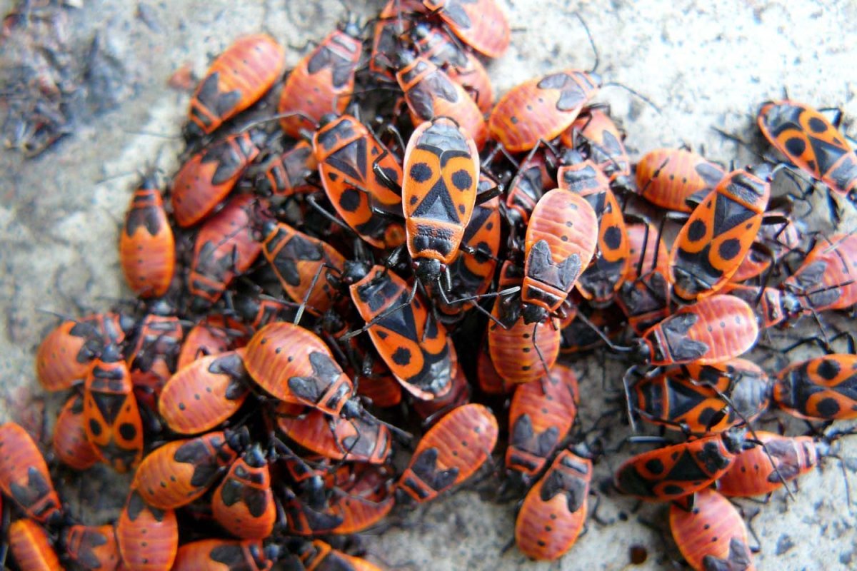 Красноклоп булавник