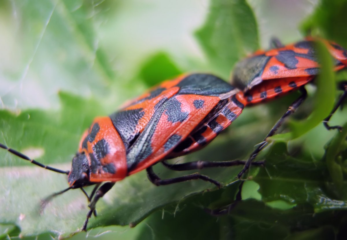 Apterus клоп-солдатик